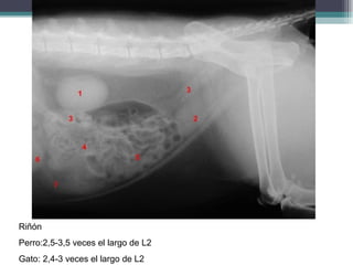 Imagenologia de abdomen canino roberto mujica 2012 | PPT