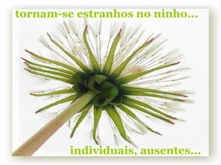 tornam-se estranhos no ninho... individuais, ausentes... 