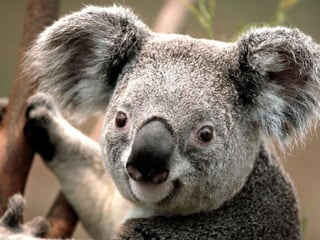 Imagens animais coala pinguim coisas bichos timingo