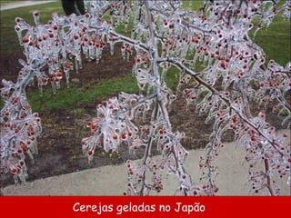 Cerejas geladas no Japão 