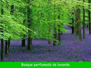 Bosque perfumado de lavanda 