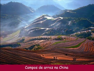 Campos de arroz na China 