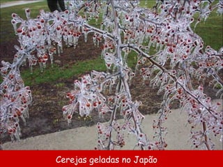 Cerejas geladas no Japão 