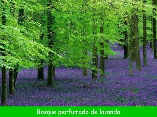 Bosque perfumado de lavanda 