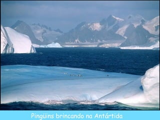 Pingüins brincando na Antártida 