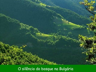 O silêncio do bosque na Bulgária 