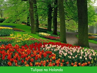 Tulipas na Holanda 