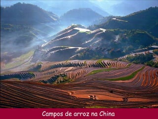 Campos de arroz na China 