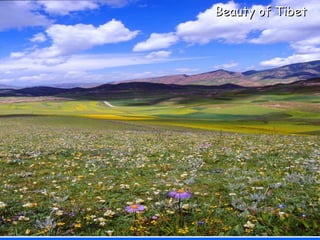 Beauty of Tibet 