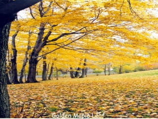 Golden Maple Leaf 