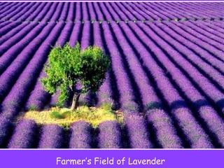 Farmer’s Field of Lavender 
