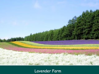 Lavender Farm 