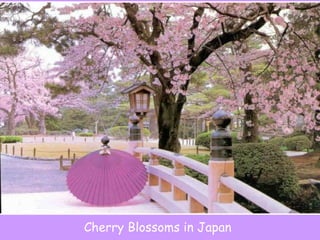 Cherry Blossoms in Japan 