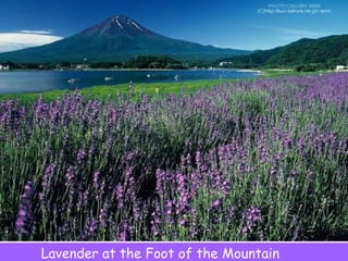 Lavender at the Foot of the Mountain 