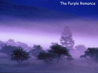 The Purple Romance 