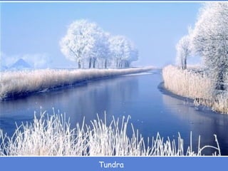 Tundra 
