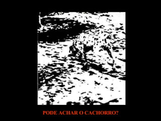 PODE ACHAR O CACHORRO?  