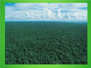 CAIO 5 V Amazônia Fauna e Flora Animais Selvagens Natureza  Amazon Wild animals nature