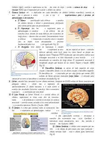(cérebro réptil), controla e supervisiona as funções vitais do corpo – contém o sistema de ativação
      reticular (RAS) que é responsável por manter o cérebro em alerta.
7.    Sistema Límbico estão duplicadas em cada hemisfério do cérebro (cérebro mamífero), controla as
                 Límbico:
      emoções e permita a interação com a razão. É importantíssimo para o processo de
                           memória.
      aprendizagem e da memória
           a. O Tálamo É centralizada toda informação sensória
                  Tálamo:
               do cérebro (exceto o olfato) e posteriormente distribuída
               para outras partes para seu processamento.
           b. O Hipocampo tem função importante para a
                    Hipocampo:
               aprendizagem e conservação de informações da
               memória ativa, através de sinais elétricos até a memória de
               longo prazo – demora dias ou meses. Constantemente revisa
               a informação transmitida a memória ativa e compara
               com as experiências armazenadas – processo
               fundamental para criação de significado. (fig. 3)
           c. A Amígdala esta anexa ao hipocampo e cumpre
                    Amígdala:
                                             função importante as emoções em especial ao temor – estímulos
                                             elétricos aplicado neste local causa ira, raiva (temor ou prazer em
                                             algumas vezes). Pesquisas (TEP) evidenciam que esta parte codifica uma
                                             mensagem emocional e se esta relacionado a uma recordação é
                                             armazenada na memória de longo prazo. O componente emocional é
                                             recuperado sempre que lembra de um evento. (Squire e Kandel, 1999)
                                             (fig. 5)
                                                  8. Hemisférios Cerebrais os nervos do lado esquerdo do corpo
                                                                     Cerebrais:
                                             cruzam o hemisfério direito, e os do direito cruzam o hemisfério esquerdo.
                                             Os hemisférios estão conectados por um cabo grosso que contém 250
                                             milhões de fibras nervosas chamadas Corpo Caloso – é utilizado para
      comunicar-se entre os hemisférios e coordenar atividades.(fig. 4)
9.    Córtex:
      Córtex camada (seis camadas) rica em células neuronais, composta de 10.000 milhas de fibras conectoras por
      polegada cúbica – córtex tem a espessura de
      aproximadamente 3 cabelo humanos, e é onde ocorre a
      maioria das atividades (raciocínio, memória, fala e movimento
      muscular são controlados por esta área).
10.              Frontal:
      O Lobo Frontal ou Córtex Frontal, é o controle efetivo do
                      al
      cérebro, supervisiona os níveis mais alto de raciocínio,
      resolução de problemas e controla os excessos do sistema
      emocional – controla nossas vontades e/ou nossa personalidade
      – e a memória operativa. (Smith e Jonides, 1999)
11.   O Cérebro é a área que coordena todos os movimentos, tem
         Cérebro:
      função importante na aprendizagem, realização e
                                                              coordena
                                                            ção das capacidades motoras – armazena a
                                                            memória dos movimentos mecânicos. Coordena e
                                                            harmoniza nossos pensamentos, emoções, sentidos e
                                                            recordações. (Leonard, 1999)
                                                                 12. Células Cerebrais o cérebro esta composto por um
                                                                             Cerebrais:
                                                            trilhão de células de pelo menos dois tipos conhecido –
                                                            células nervosas (neurônios) e células gliais (astrocitos).
                                                            (fig. 6)
 