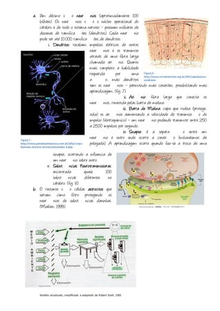 a. Um décimo são neurônios (aproximadamente 100
   bilhões). Os neurônios são o núcleo operacional do
   cérebro e de todo o sistema nervoso – possuem milhares de
   dezenas de ramificações (dendritos). Cada neurônio
   pode ter até 10.000 ramificações de dendritos.
         i. Dendritos recebem impulsos elétricos de outros
            Dendritos:
                                neurônios e os transmite
                                através de uma fibra larga
                                chamada axônio. Quanto
                                mais complexo a habilidade
                                requerida       por        uma
                                ação, mais dendritos
                                tem os neurônios – permitindo mais conexões, possibilitando mais
                                aprendizagem. (fig. 7)
                                                      ii. Axônio fibra larga que conecta os
                                                          Axônio:
                                neurônios, revestida pelas barra de mielina.
                                                     iii. Barra de Mielina capa que rodeia (protege,
                                                                   Mielina:
                                isola) os axônios aumentando a velocidade de transmissão do
                                impulso (eletroquímico) – um neurônio podendo transmitir entre 250
                                a 2500 impulsos por segundo.
                                                     iv. Sinapse é a separação entre um
                                                          Sinapse:
                                neurônio e outro onde ocorre a conexão (milionésimos de
                                polegada). A aprendizagem ocorre quando faz-se a troca de uma
           sinapse, ocorrendo a influencia de
           um neurônio sobre outro.
                             Neurotransmissoras:
        v. Substâncias Neurotransmissoras
           encontrada          quase        100
           substâncias diferentes no
           cérebro. (fig. 8)
b. O restante são células astrocitos que
   servem como filtro protegendo os
   neurônios de substâncias daninhas.
   (Maiken, 1999).
 