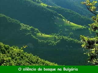 O silêncio do bosque na Bulgária
 