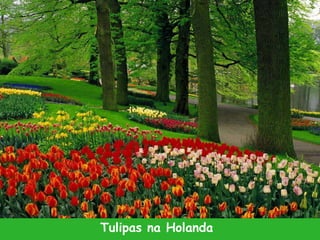 Tulipas na Holanda
 