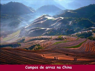 Campos de arroz na China
 
