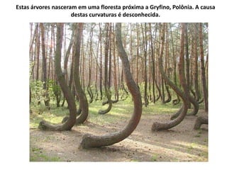 Estas árvores nasceram em uma floresta próxima a Gryfino, Polônia. A causa
                     destas curvaturas é desconhecida.
 
