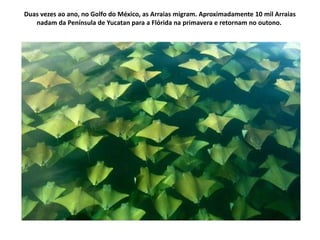 Duas vezes ao ano, no Golfo do México, as Arraias migram. Aproximadamente 10 mil Arraias
   nadam da Península de Yucatan para a Flórida na primavera e retornam no outono.
 