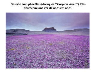 Deserto com phacélias (do inglês “Scorpion Weed”). Elas
         florescem uma vez de anos em anos!
 