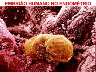 EMBRIÃO HUMANO NO ENDOMÉTRIO 