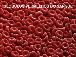 GLÓBULOS VERMELHOS DO SANGUE 