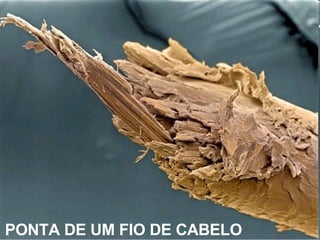 PONTA DE UM FIO DE CABELO 