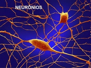 NEURÔNIOS 