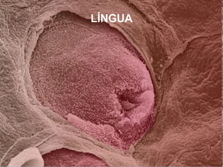 LÍNGUA 