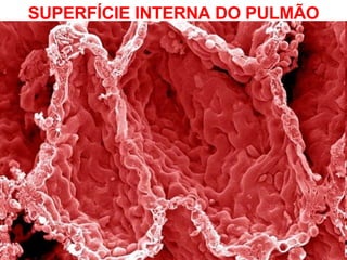SUPERFÍCIE INTERNA DO PULMÃO 
