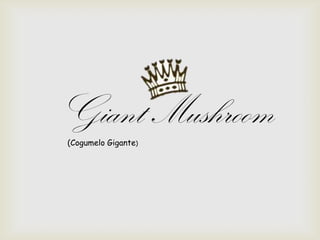 Giant Mushroom
(Cogumelo Gigante)
 