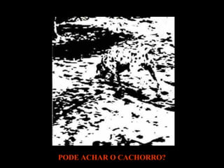 PODE ACHAR O CACHORRO?  