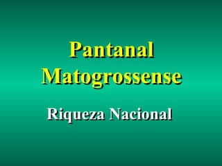Pantanal Matogrossense Riqueza Nacional 