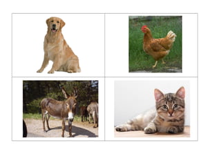 Imagens reais de animais