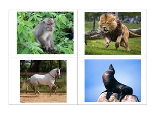 Imagens reais de animais