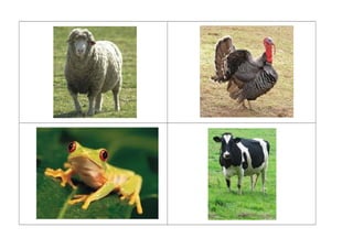 Imagens reais de animais