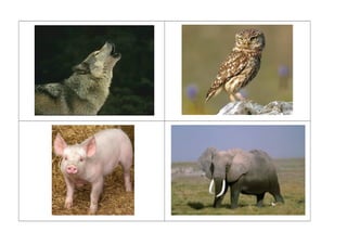 Imagens reais de animais