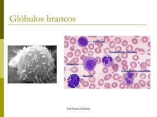 Glóbulos brancos 