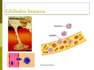 Glóbulos brancos Pseudópodes 