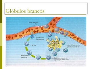 Glóbulos brancos 