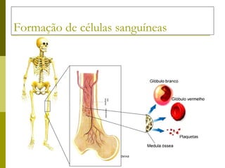 Formação de células sanguíneas  