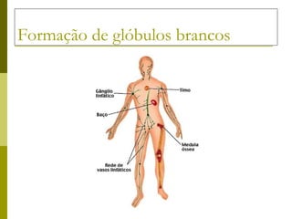 Formação de glóbulos brancos 