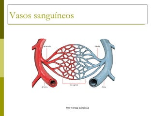 Vasos sanguíneos 