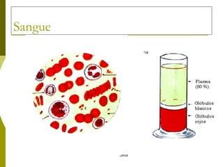 Sangue 